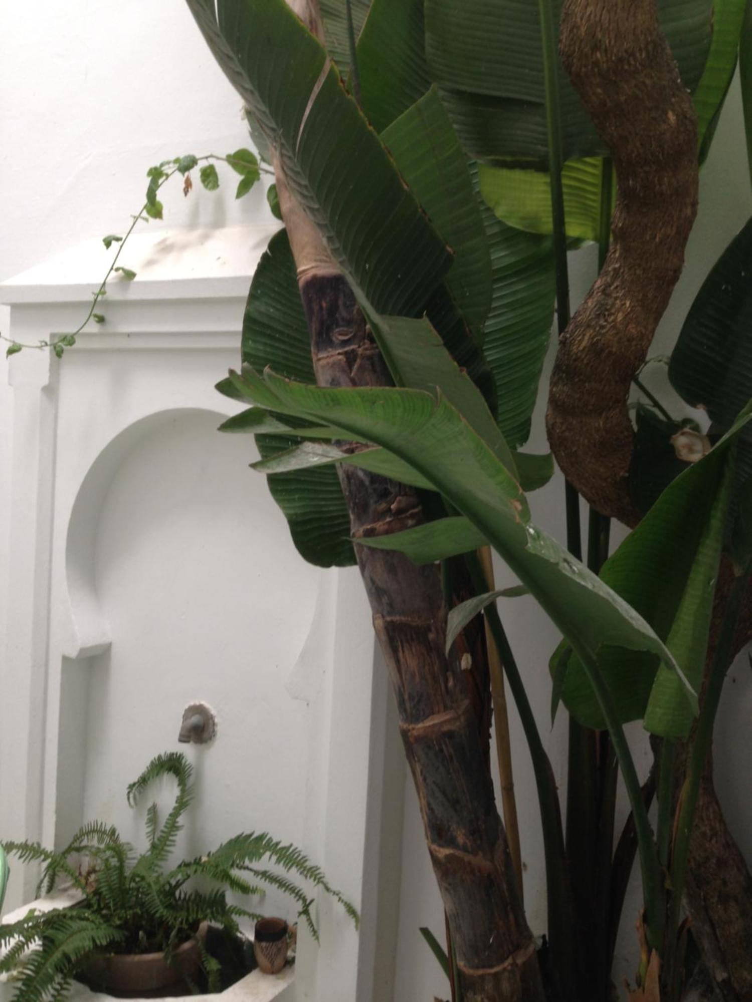 Casabonita Villa Asilah Bagian luar foto